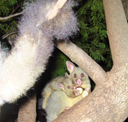 Carolyn Lunt possums in the garden